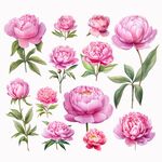 水彩粉色牡丹花插画素材