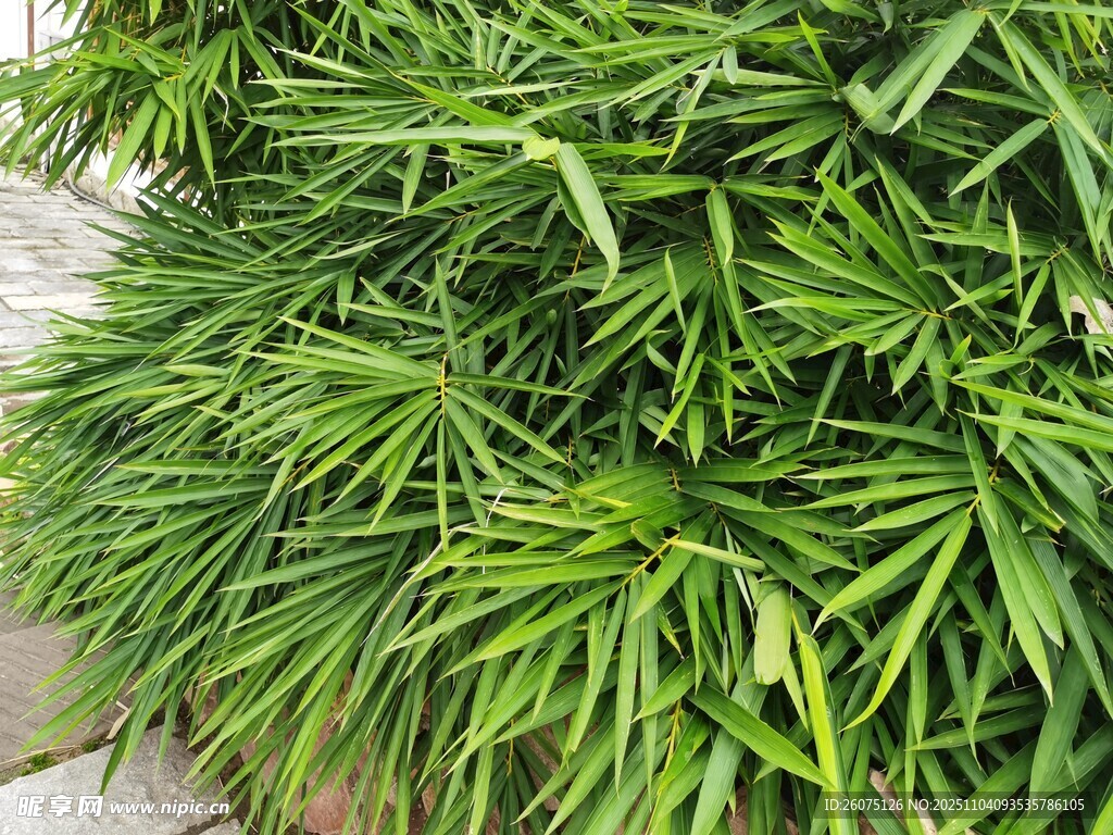 翠绿繁茂的丛生植物