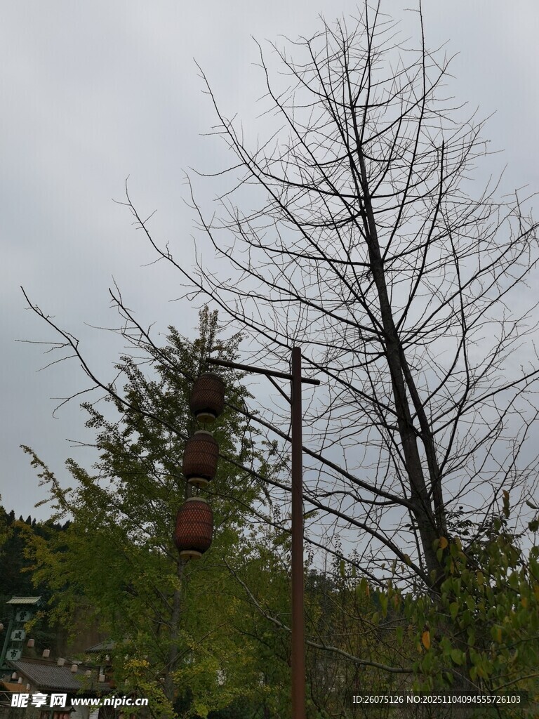 冬日枯树与远处绿植景象