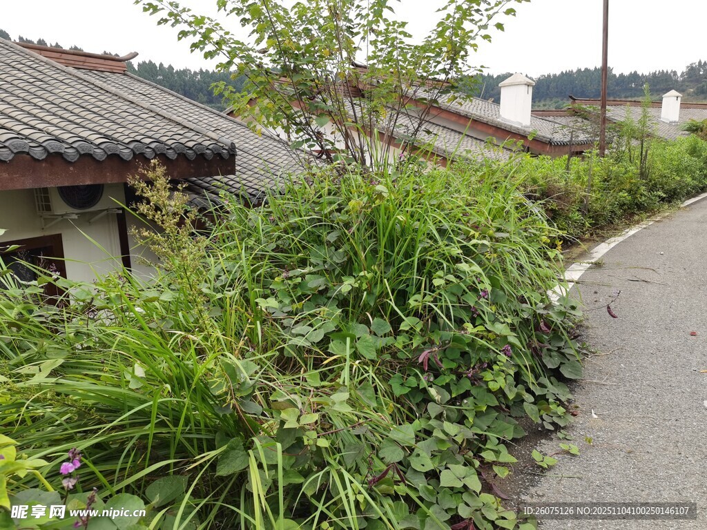 乡村小道旁的繁茂绿植