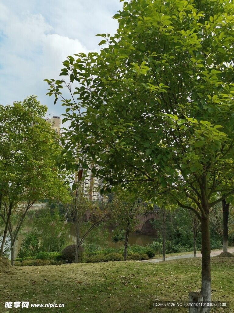 绿意盎然的户外自然景致