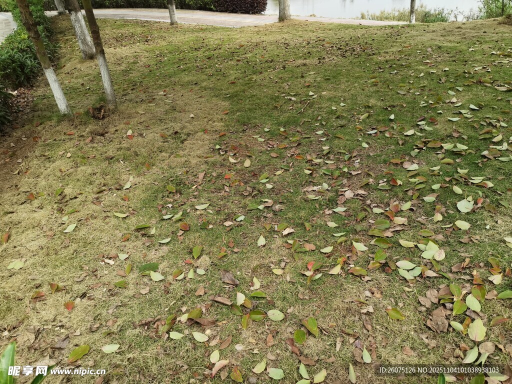 秋日庭院落叶覆盖的草地