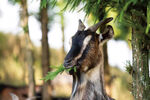 林间山羊嚼食绿叶
