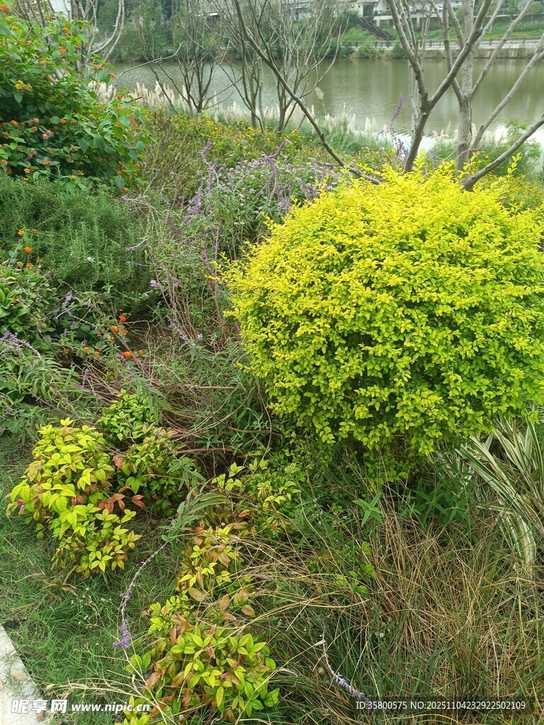 绿意盎然的户外植物景观
