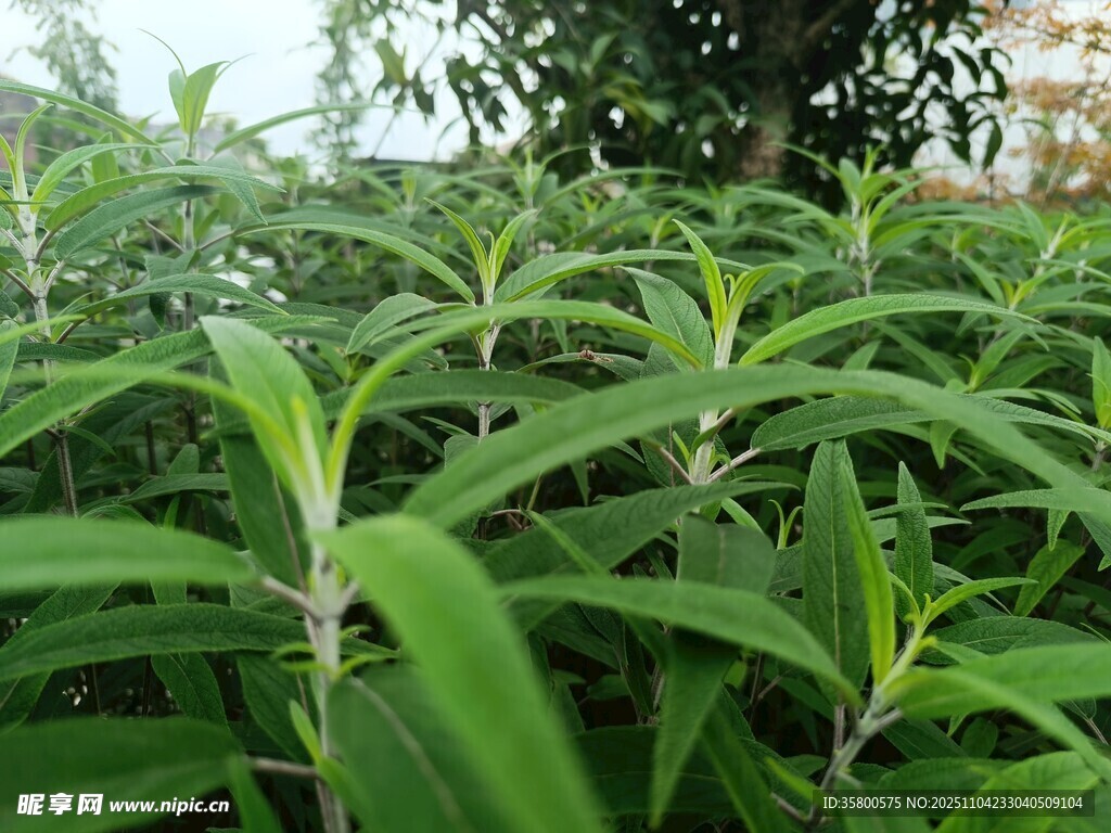 翠绿叶片植物特写
