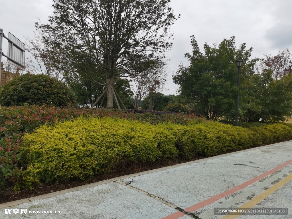 路边绿植景观
