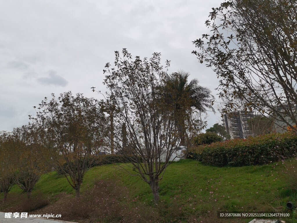 户外绿意盎然的自然景致