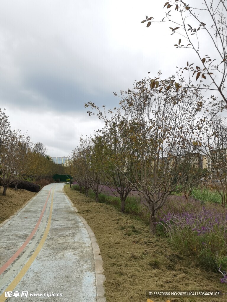 乡间小路旁的烂漫花木