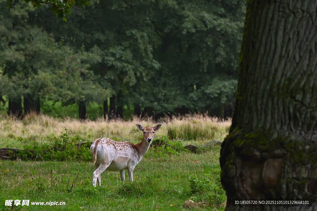 林间小鹿