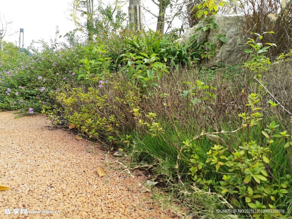 林间小径旁的繁茂绿植