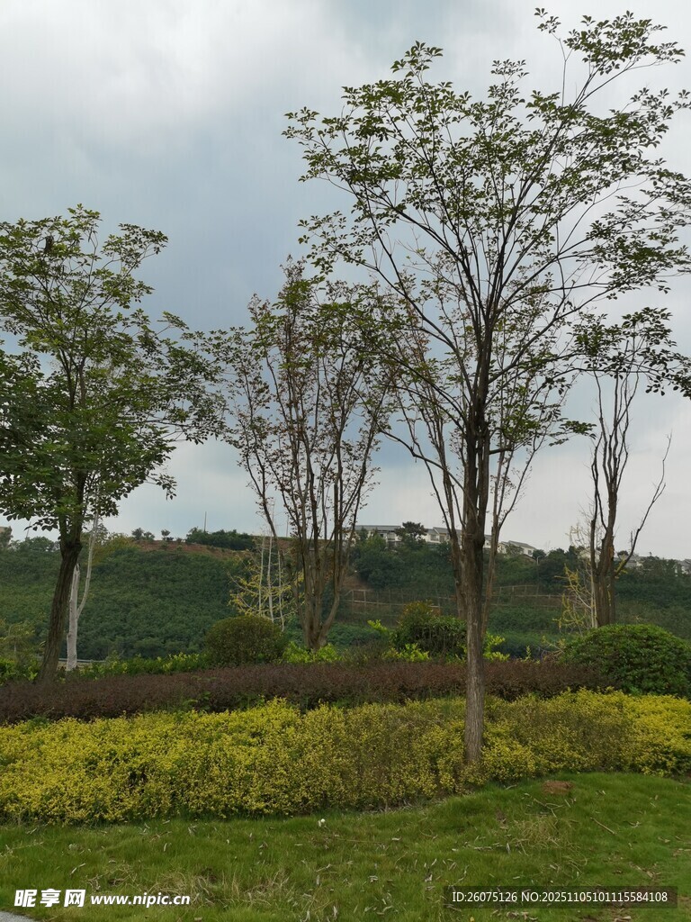 郊外绿意盎然的树木景观