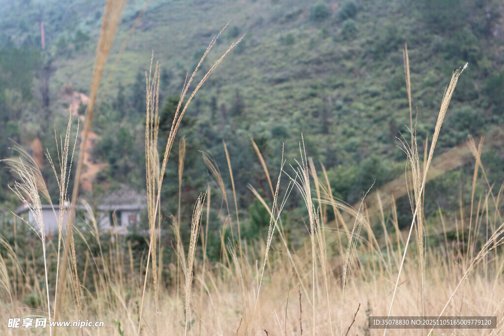 山间金黄草丛中的远村景象