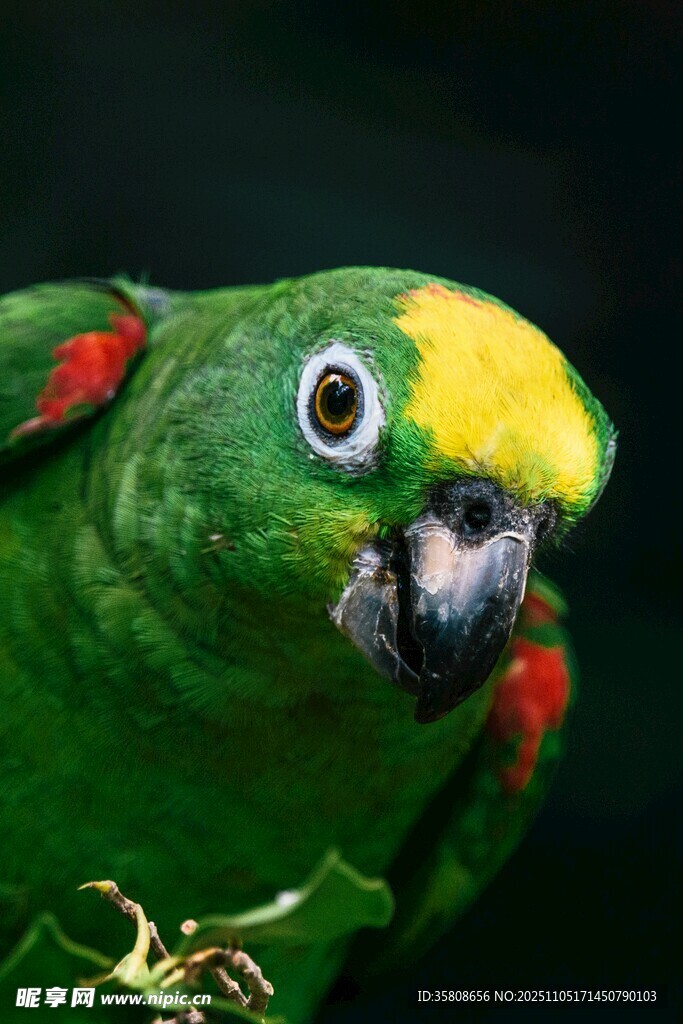 绿鹦鹉