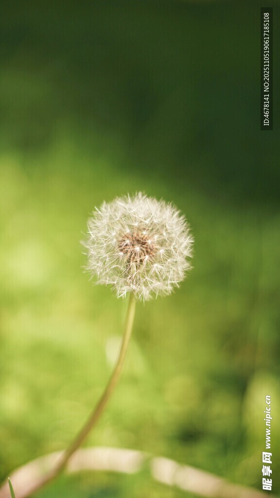 清新蒲公英特写