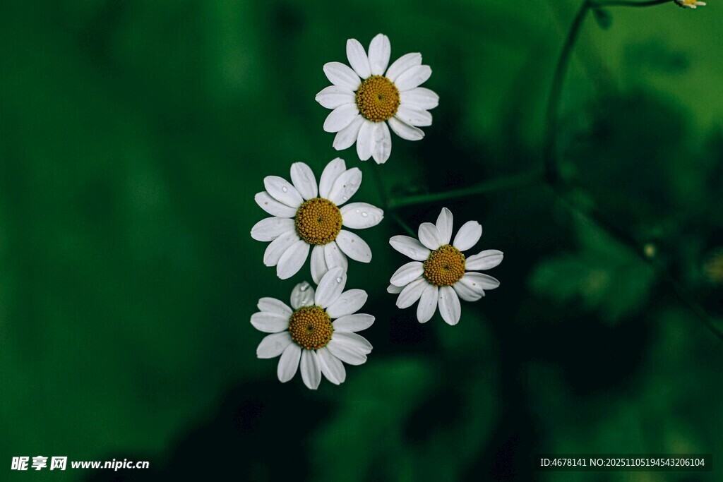 清新小白菊绽放绿意间