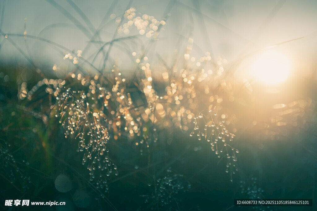 夕阳下的闪耀草丛