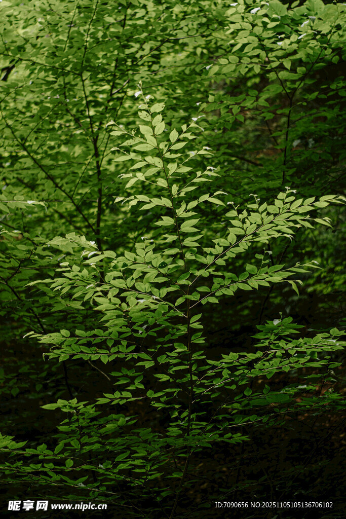 茂密翠绿的森林景观