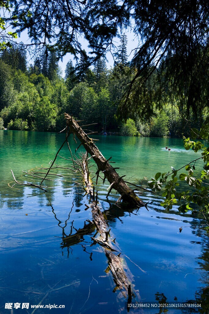 静谧湖景中的枯木倒影