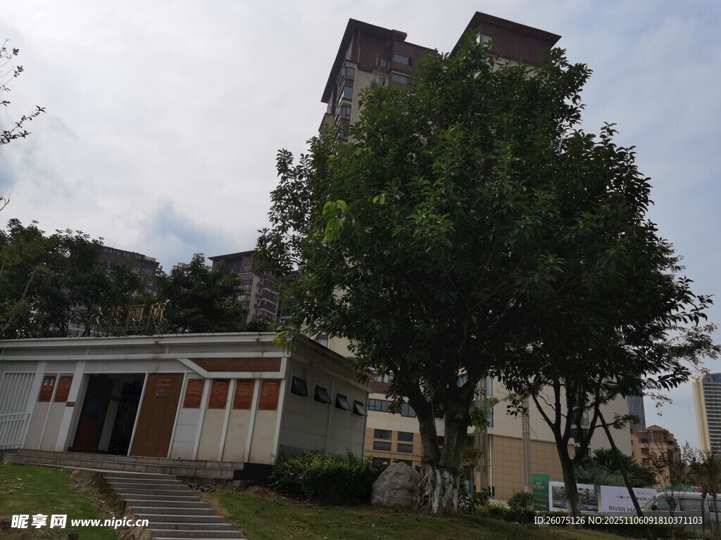 老旧建筑旁绿意盎然的树