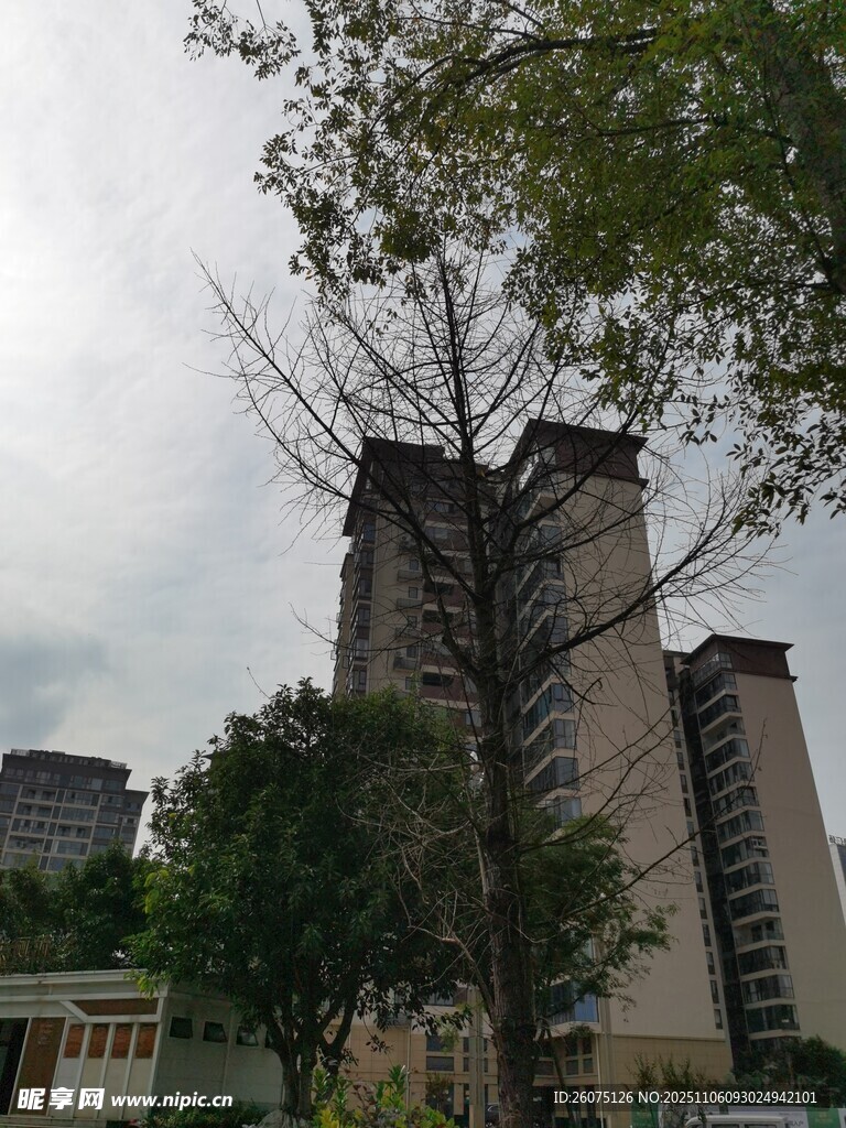 城市中树木与高楼景象