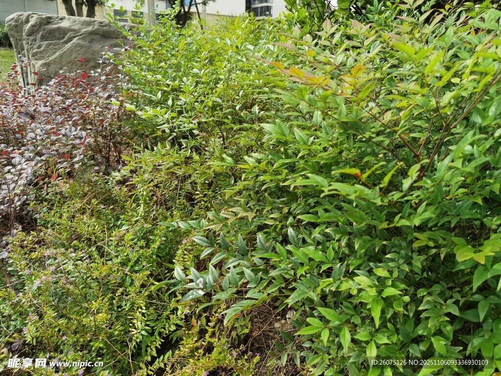 繁茂绿植景观