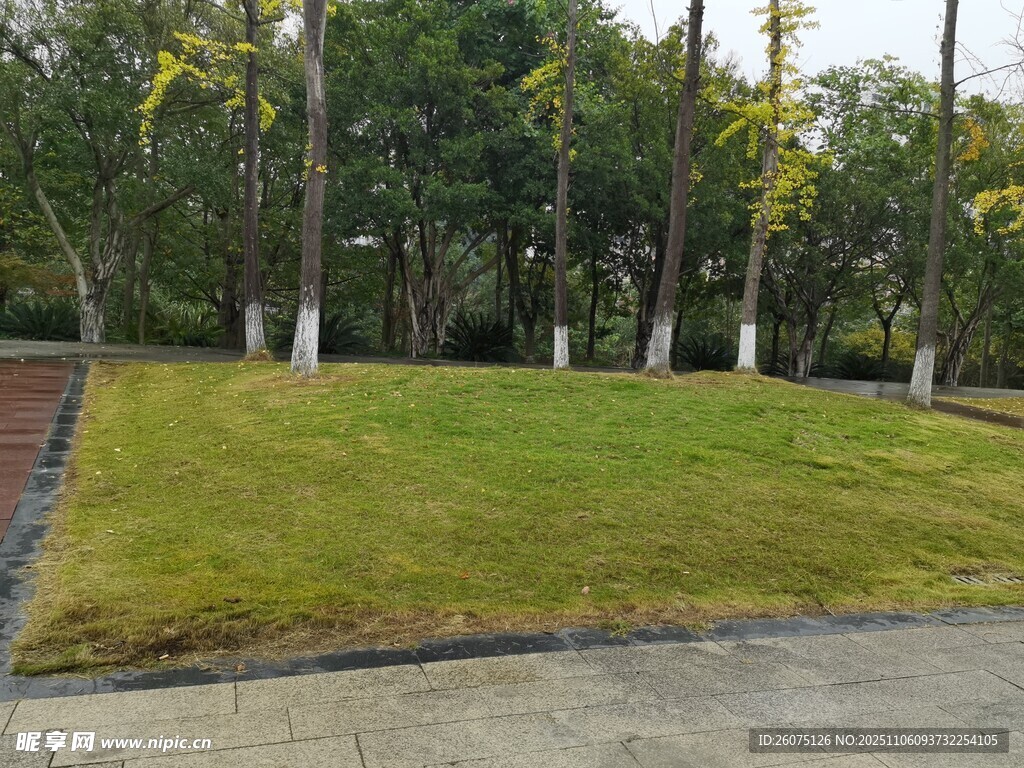 城市中葱郁的草坪与树木