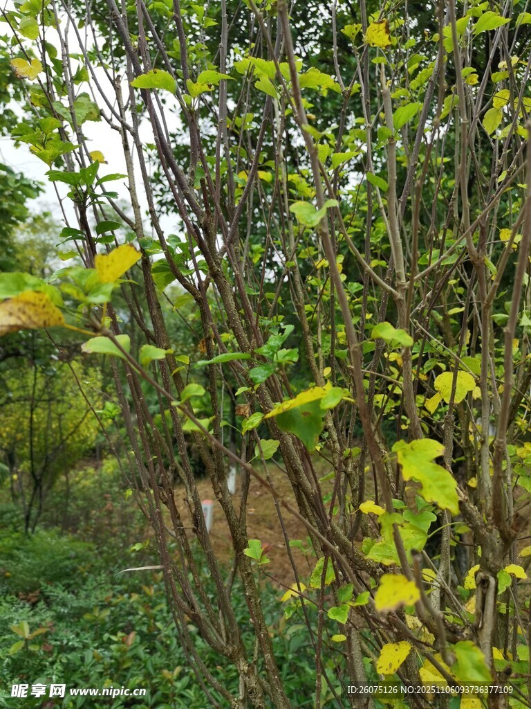 林间黄绿交织的繁茂枝叶