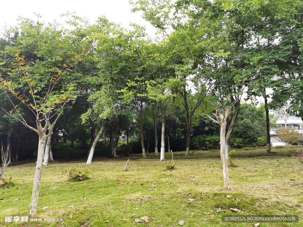 绿意盎然的树林景观