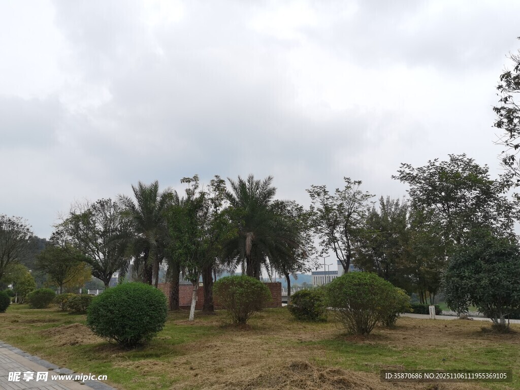 户外绿树成荫的自然景致