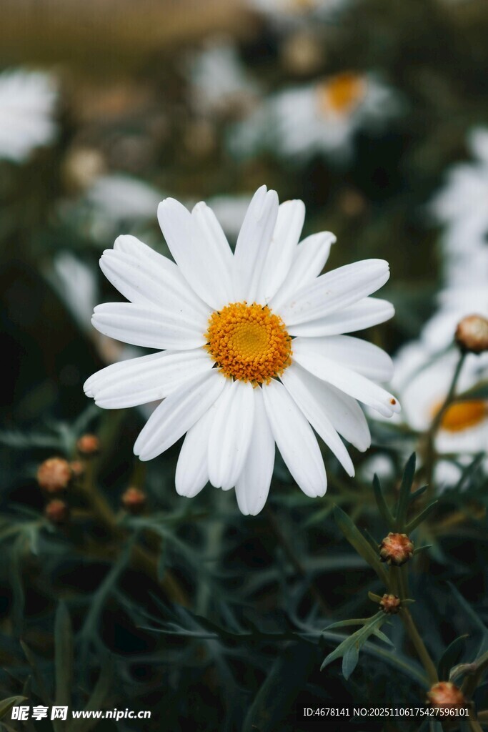 白色雏菊特写