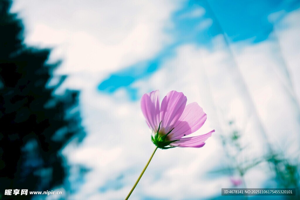 单朵粉花绽于蓝天之下