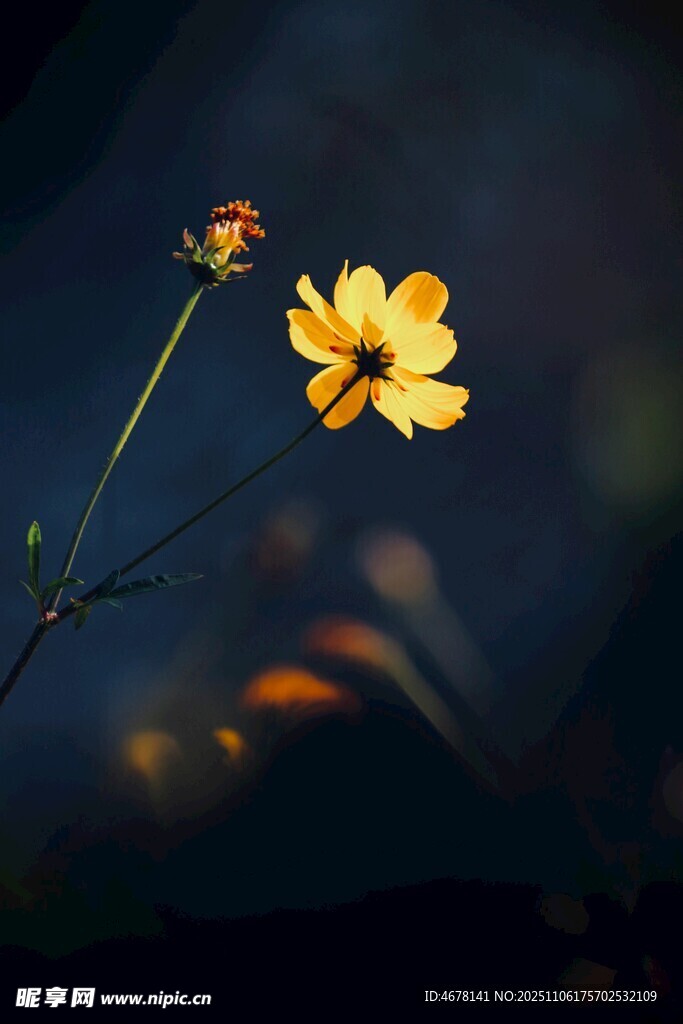 单枝黄花朵的静谧之美