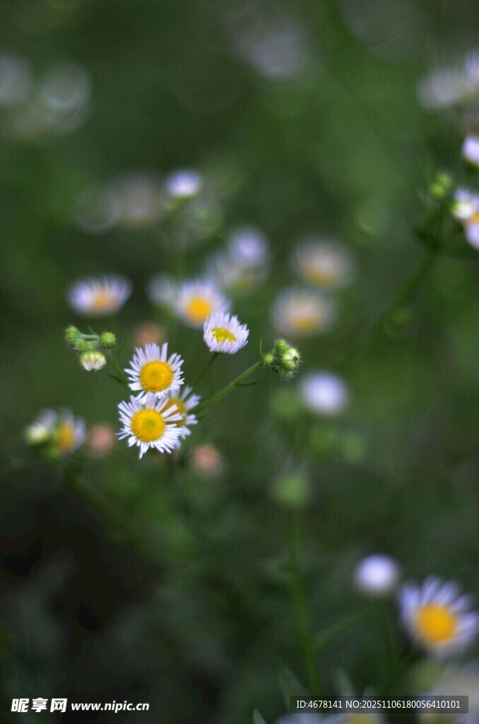 清新雏菊绽放绿意间