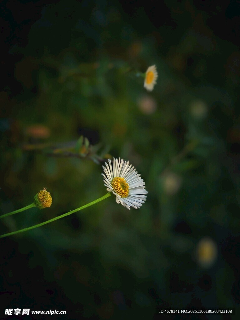 清新雏菊绽放于绿意间