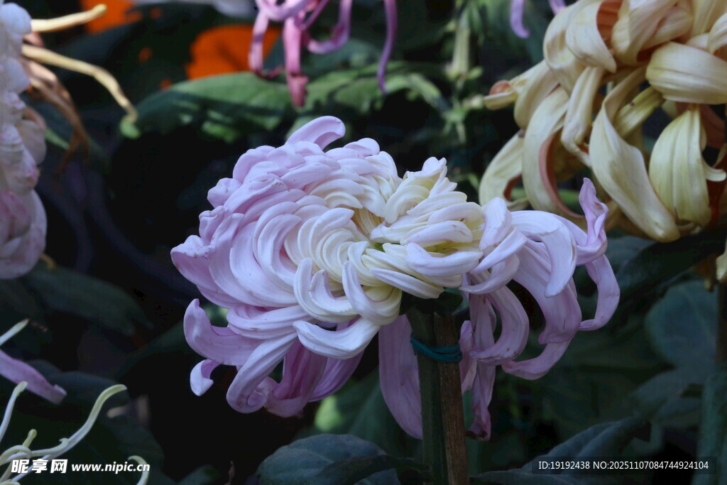 菊花  