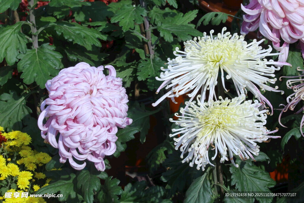 菊花  