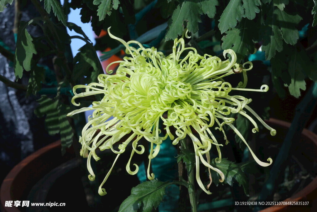 菊花  