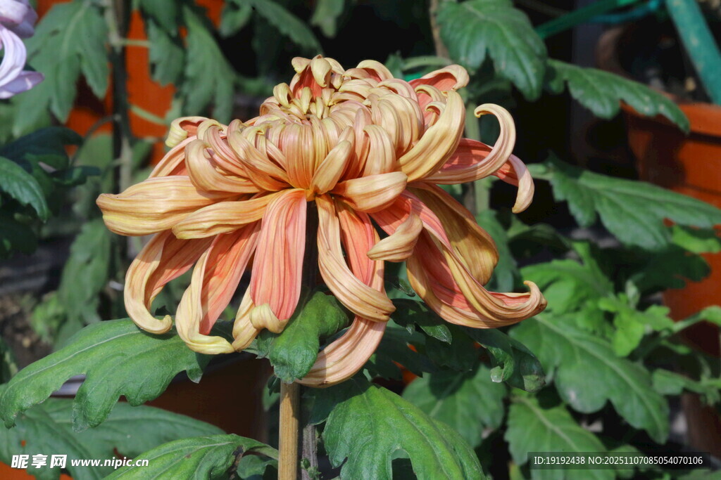 菊花 