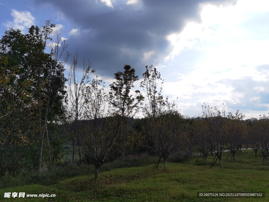 田园风光下的树木与天空