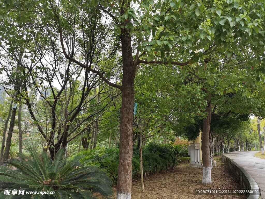 林间小道旁的葱郁树木