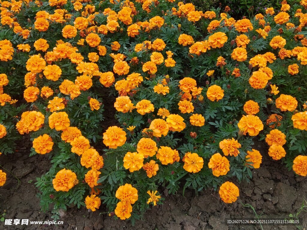一片灿烂的橙色万寿菊