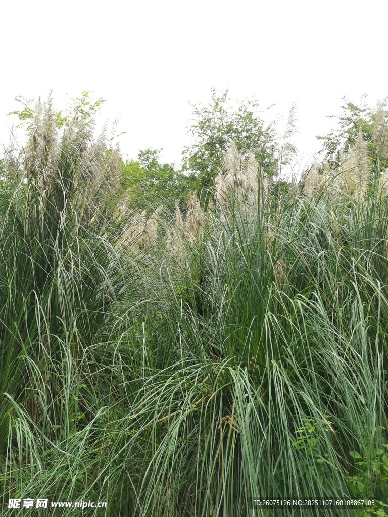 野外茂密的绿色芦苇丛