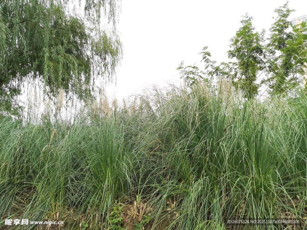 野外茂密草丛与树木景观