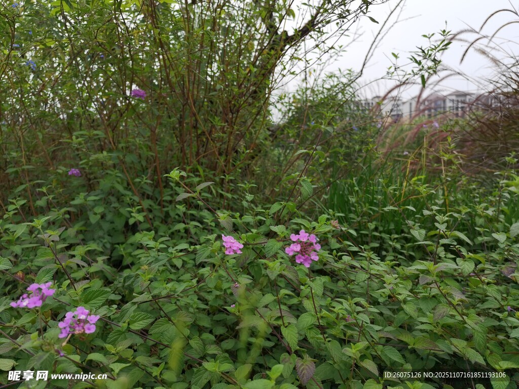 草丛中的紫色小花