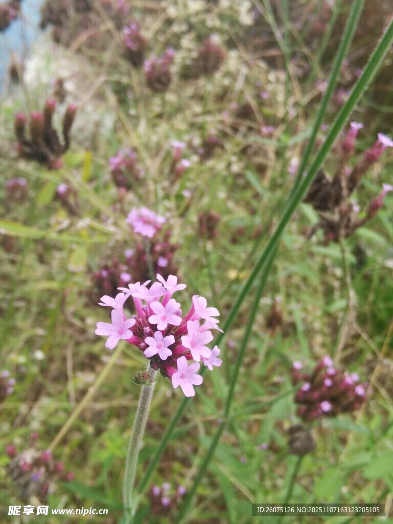 野外绽放的粉色小花