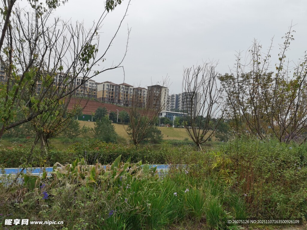城郊草木与远处建筑景观