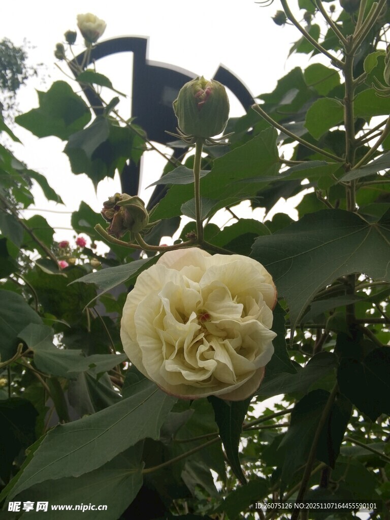 枝头绽放的洁白花朵