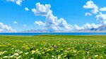 草原花海蓝天美景