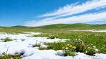 草原雪景野花点缀其间