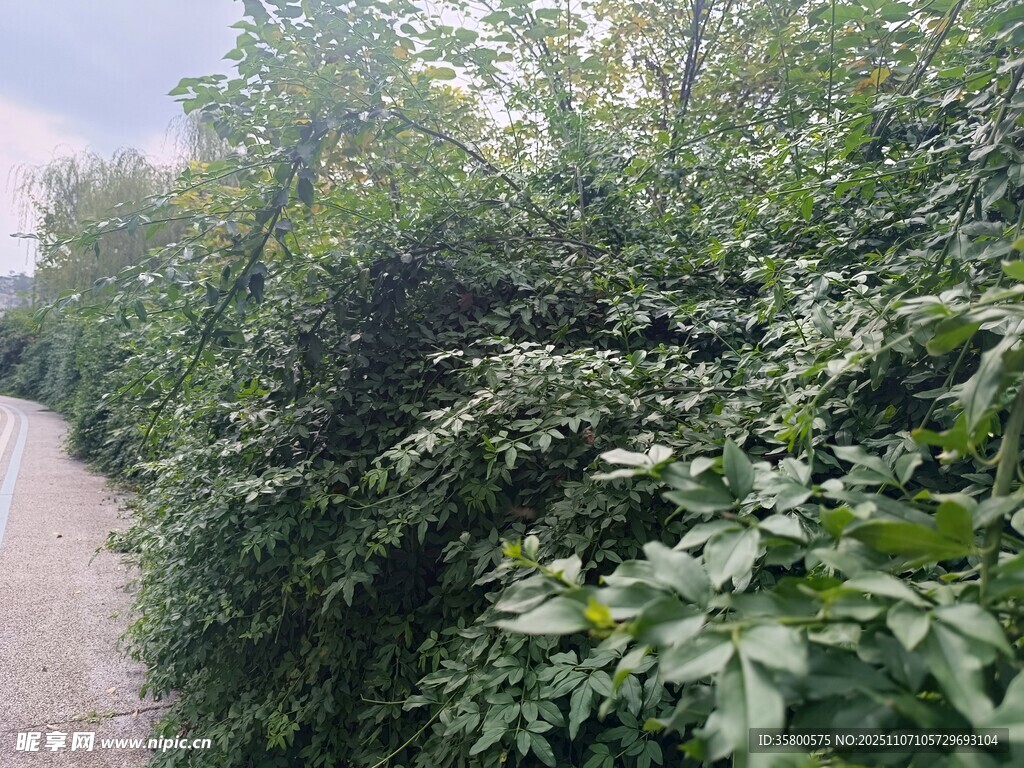 林间小道旁的繁茂绿植